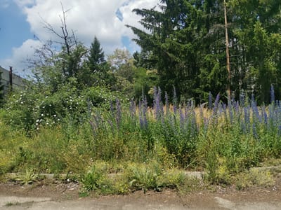 This outdoor photograph captures a vibrant natural scene, likely on the periphery of a developed area in Zhivkovo, Bulgaria, as indicated by the distant building. The foreground consists of a dirt and gravel path or roadside, indicating proximity to human activity, bordered by an unkempt strip of grass and weeds.
The dominant feature of the mid-ground is a dense proliferation of tall, slender plants adorned with striking purple flowers, resembling Viper's Bugloss (Echium vulgare). These flowers create a vivid band of color across the image. Interspersed among them are various green grasses and shrubs, with smaller patches of white and yellow wildflowers dotting the lower section of the vegetation.
In the background, a lush and varied collection of trees forms a natural backdrop. On the right, several large, dark green evergreen trees, possibly spruces or firs, stand tall and dense. Among these, a tall, slender, mostly bare tree trunk rises vertically. To the left, a bushy green tree or shrub with numerous small white flowers is visible, behind which a stark, dead tree with intricate, leafless branches stands out against the sky. Further left, partially obscured by foliage, a building with a dark roof and windows suggests the edge of a town or village.
The sky overhead is bright blue with scattered white, fluffy cumulus clouds, indicating a clear, sunny day, likely in the late morning or early afternoon. No people or animals are visible, and no specific event or activity is taking place; the image is a still capture of a natural landscape. There is no visible text in the frame. The overall impression is one of untamed natural beauty flourishing beside a human-made environment.