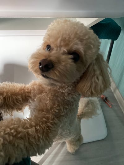 A low-angle, slightly tilted, indoor shot captures a light-colored poodle looking directly at the camera. The poodle's fur is curly and appears fluffy. Its dark eyes are visible, and its nose is dark and slightly damp. The background is somewhat blurred, with hints of white surfaces and a dark rod overhead. To the left, a teal-colored textured object is partially visible. To the right of the poodle's head, a red and white item, possibly a toy, is attached to the rod. The lighting suggests it is daytime, but the interior setting makes it difficult to determine the specific time of day or weather conditions. The overall scene is domestic and casual, with the poodle appearing curious or perhaps playful. There is no visible text in the image.