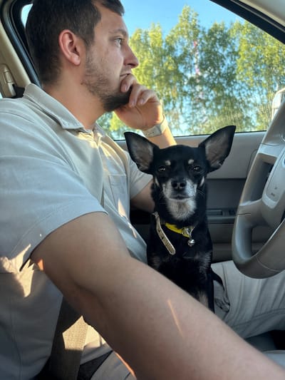 A man, with short brown hair and a beard, sits in the driver's seat of a car. He is wearing a light-colored polo shirt and appears to be looking out the window, with his hand resting on his chin. A small black dog with large ears, wearing a yellow collar with a bell, is sitting on the man's lap, facing the camera. The car's steering wheel is visible to the right. Outside the car window, green trees are visible against a blue sky. The image is taken from a slightly elevated angle, looking down at the man and the dog. The location is confirmed to be the city of Ostrovskoye, Russia.