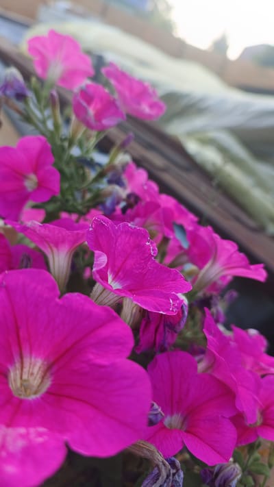 The image displays a close-up view of several bright pink petunia flowers, some in full bloom and others partially open. The petals are vibrant and show distinct veining. The flowers are set against a blurred background that suggests an outdoor environment, possibly a garden or balcony, with hints of foliage and wooden structures. The lighting appears to be natural, possibly from daylight. There is no indication of the city of Pavino, Russia, in the image.
