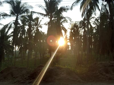 The image depicts a sunlit scene of a palm tree grove, possibly at dusk or dawn, given the low angle of the sun and the warm, golden light. The sun is a prominent element, appearing as a bright, almost blown-out circle with visible lens flare that creates a strong diagonal ray of light across the scene. Tall, slender palm trees with dark green fronds dominate the background, their silhouettes stark against the bright sky. Some of the trees appear to have wires running between them, suggesting proximity to human infrastructure. In the foreground, there are mounds of dark earth or sand, indicating a disturbed or possibly landscaped area. The ground is covered with dry vegetation and loose soil. The overall impression is one of a tropical environment, with the strong sunlight creating a dramatic effect. The location is identified as Blang Mee, Indonesia.