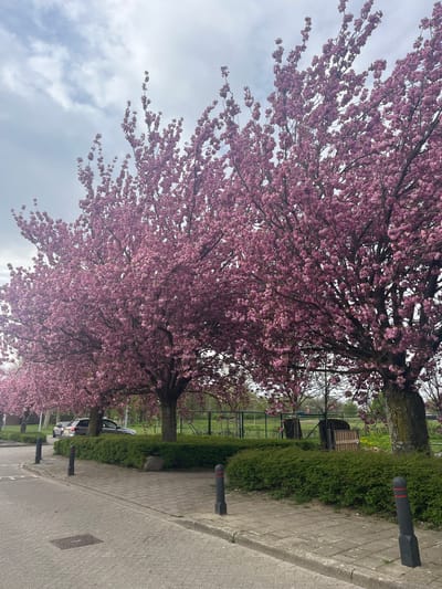 The image depicts a street in Maastricht, Netherlands, lined with trees in full bloom with pink blossoms. The trees form a dense canopy over the street. A sidewalk runs along the right side of the image, marked with short, gray posts with red tops. A green hedge separates the sidewalk from a grassy area and a wire fence further back. Behind the fence, there appears to be a grassy field and some structures. A car is parked along the street further down. The sky is overcast with gray clouds.