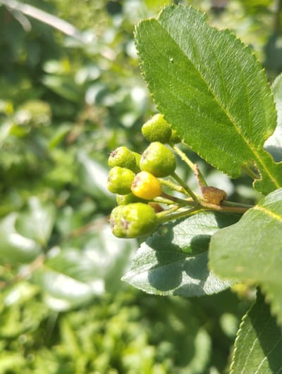 A close-up, macro shot captures a cluster of young, unripe berries, predominantly green with one yellow berry among them, growing on a branch. The berries are small and round, appearing to be in an early stage of development. A large, vibrant green leaf with serrated edges is prominently featured in the foreground, partially obscuring some of the berries. The leaf exhibits a network of fine veins and appears slightly textured. The background is a soft blur of more green foliage and sunlight, suggesting an outdoor setting in natural light, likely a garden or park. The shallow depth of field draws attention to the berries and the leaf. The overall impression is one of growth and the early stages of fruit development in a lush, green environment. The image was taken in Lobnya, Russia. The lighting suggests it is daytime, possibly a sunny day given the bright highlights on the leaves. There is no visible text in the image.