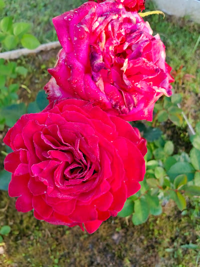 Two red roses are in focus, with the bottom rose being more prominent and fully bloomed, showcasing intricate petal layers and small water droplets. The rose above it is slightly less in focus and appears to be in an earlier stage of blooming, with some petals showing a darker, purplish hue and water droplets. Both roses are a vibrant red, with subtle variations in shade. The background is a garden setting with green foliage and blurred patches of soil and grass, suggesting an outdoor environment. The scene is captured with a shallow depth of field, emphasizing the roses. The image is taken at an angle from above, looking down at the roses. The location is identified as Солнечное Снт (лыткино), Russia.