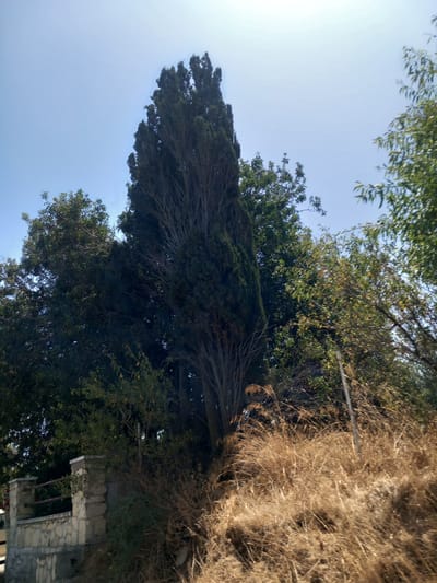 The image depicts a scene dominated by a tall, narrow evergreen tree, likely a cypress, situated in the foreground. The tree's dark foliage stands out against a bright, clear blue sky. To the left of the cypress, a cluster of deciduous trees with vibrant green leaves is visible. The ground in the foreground is covered with dry, golden-brown grass and shrubs. To the left of the frame, a low, stone wall with a rough, irregular construction can be seen, featuring lighter-colored stones and a small section of fencing. The wall appears to be part of a property boundary or pathway. The lighting suggests a sunny day, with the sun high in the sky, casting minimal shadows. The overall impression is of a rural or semi-rural setting, possibly on the outskirts of a village or town. Based on the information provided, this scene is located in Μεσαριά, Greece.