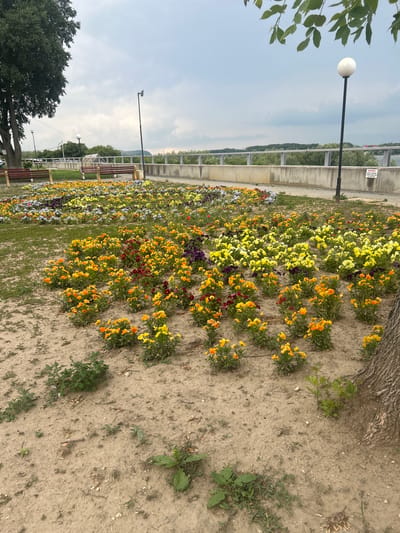 The image displays a meticulously arranged public park or promenade in Nikopol, Bulgaria, overlooking the Danube River under an overcast sky.
In the immediate foreground, light brown, sparsely vegetated soil with scattered small green weeds occupies the lower quarter of the frame. Embedded within this soil are numerous clusters of freshly planted flowers, predominantly bright orange and yellow pansy-like blooms, with intermittent deep red and purple varieties. A section of a mature tree trunk with rough, furrowed bark is visible along the lower right edge.
The midground features an extensive landscape of cultivated flowerbeds. The beds closest to the viewer are densely planted with orange, yellow, red, and purple flowers. Behind these, a strip of short green grass separates them from a larger, elongated flowerbed containing a broader mix of yellow, white, light blue, and purple blooms. Further back, two traditional brown wooden benches with dark metal frames are positioned facing the river. A robust concrete retaining wall or balustrade, topped with silver metal railings, traverses the scene horizontally, forming a barrier between the park and the river view. A black street lamp with a spherical white globe diffuser stands prominently on the right side of the frame, situated in front of the concrete wall. Another taller, slender black pole with an unknown dark object mounted at its top, possibly an antenna or security camera, is visible further left in the midground. A small rectangular white sign with red Cyrillic text, partially legible as "ВНИМАНИЕ!!!" (Attention!!!) and "МОЛЯ НЕ ХВЪРЛЯЙТЕ..." (Please do not throw...), is affixed to the concrete wall near the right street lamp.
The background reveals a wide body of water, consistent with the Danube River, bordered by a dense, dark green forested bank on the far side. Distant hills are faintly discernible on the horizon beneath a heavily clouded, uniform grey sky. A large deciduous tree with lush green foliage partially frames the upper left corner of the scene, its branches extending down. No individuals are present in the depicted scene.