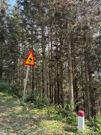 The image shows a roadside scene in Mậu Duệ Commune, Vietnam. A yellow and red triangular road sign warning of a slippery road is prominently displayed. The sign is mounted on a metal pole. The background consists of a dense forest of tall trees with textured bark and dense foliage. A concrete post with a red top is visible to the right of the sign. The ground is covered in greenery and ferns. The image is well-lit, suggesting daylight conditions.