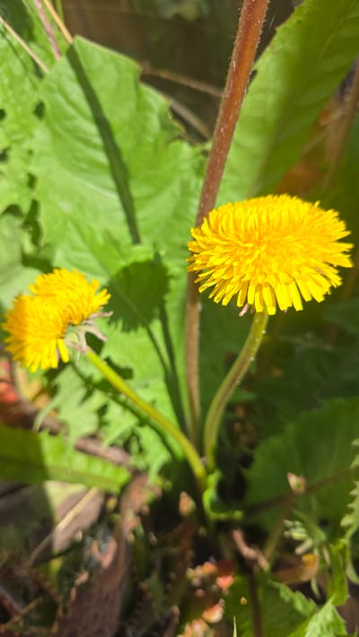 The image is a close-up, eye-level, outdoor shot of two yellow dandelions in bloom, situated in Lompoc, United States of America. The dandelions are the primary subjects, with the one on the right being larger and in sharper focus than the one on the left. Both flowers have numerous thin, ray-like petals radiating outwards from a central disk. They are supported by hollow, green stems.
Behind the dandelions, large, green leaves are visible, some of which are partially in shadow. The leaves appear to be from the same plant or a similar one, with a rough, veined texture. A reddish-brown stem, thicker than the dandelion stems and covered in fine hairs, runs vertically through the right side of the frame, partially obscuring the larger dandelion.
The background is a mix of foliage and possibly some dry leaves or earth on the ground, appearing out of focus. Sunlight is casting shadows from the leaves onto the ground. The overall impression is of a natural, possibly garden or wild, setting on a sunny day. There are no people or animals present in the image.