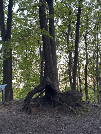 The image displays a natural outdoor scene, presented in a portrait orientation but depicting a landscape that appears to be rotated 90 degrees counter-clockwise. On the right side of the frame, what would be the ground or a path is visible, characterized by dark, earthy soil and some organic debris. Emerging from this ground are the exposed, gnarled roots of a large tree, leading to its substantial trunk.
To the left of the ground, and extending across most of the frame, is a dense forest or wooded area composed of numerous trees. These trees have dark, textured bark and are adorned with an abundance of bright green leaves, suggesting spring or early summer foliage. Their branches crisscross, forming a thick canopy. Through the gaps in the leaves and branches, a bright, diffused sky is visible, indicating an overcast day or soft lighting conditions.
No people or animals are visible, and no specific activity is taking place; the scene captures a static moment in nature. In the bottom right corner of the original image (which would be the bottom left if the image were correctly oriented), a small, blurry sign can be partially seen. It appears to have a reflective surface and a dark frame, but any text on it is illegible. The location cues point to a tranquil forest or park setting, consistent with Bures-sur-Yvette, France.