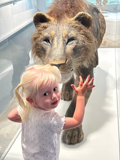 A blonde-haired young child in a white t-shirt with a pink pattern is looking at the camera and reaching out a hand towards a taxidermied lion that is walking forward. The lion is positioned in front of a display case that contains a diorama of a desert landscape. The scene appears to be in a museum. The child is on the left side of the frame, facing the lion. The lion is in the center and right of the frame, its head and forequarters visible. The background is a white wall and a glass display case. The lighting is bright and even.