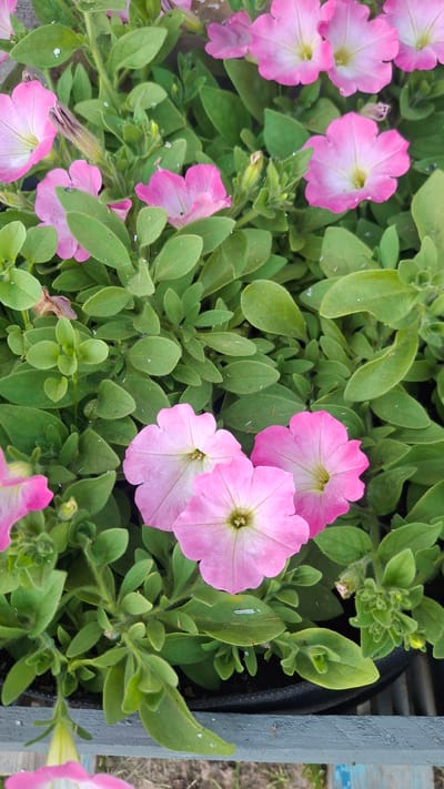 This media file shows a close-up, top-down view of pink petunias growing in a planter. The petunias have delicate, trumpet-shaped blooms with lighter pink or white centers. They are surrounded by lush green foliage, with some leaves showing a slightly fuzzy texture. The plants are densely packed, creating a vibrant carpet of color.
In the upper right corner of the image, a gray planter edge is visible, suggesting that the flowers are in a container. The background is blurry and appears to be outdoors, with hints of a wooden structure and possibly some gravel or dirt.
There are no people or specific events depicted. The lighting suggests it could be daytime, likely under natural light. No text is visible in the image. The overall impression is one of a well-tended garden or planted display. Given the provided location context of Дзямідавіцкі сельскі Савет, Belarus, this scene likely represents a common garden or public planting in that region.