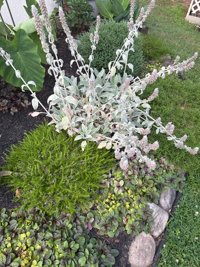 This image depicts a close-up view of a garden bed in Morrisville, United States of America. The primary subject is a large, fuzzy plant with tall, silvery stalks topped with small pinkish-purple flowers, identified as Lamb's Ear (Stachys byzantina). Surrounding the Lamb's Ear are various other plants, including a dense, bright green, moss-like plant, likely a type of Sedum or small evergreen shrub, and a ground cover of Ajuga with dark purplish-green leaves, some with yellow variegation. In the background, a large, dark green elephant ear plant is partially visible, along with a conical evergreen shrub and a section of a white wooden fence. The garden bed is bordered by dark mulch and accented with three medium-sized, grey, rounded stones. A patch of green grass with small white clover flowers is visible to the right. The lighting suggests an overcast day or early morning/late evening.