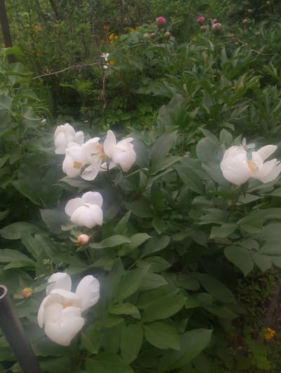 The image depicts a lush garden scene filled with green foliage and blooming white peonies. Several large, open white peonies are prominently featured, their petals delicate and slightly ruffled, with yellow centers visible in some. There are also several peony buds, some closed and round, others beginning to unfurl. The background consists of dense green leaves and branches, with hints of smaller yellow flowers and pink buds scattered throughout. A dark, upright object, possibly a metal pole or stake, is visible in the lower left corner. The overall impression is one of a vibrant, natural setting, likely a garden or park in Ulan-Ude, Russia, during a pleasant time of day, possibly morning or afternoon, with calm weather. The soft focus and slight haze suggest a gentle, natural light.