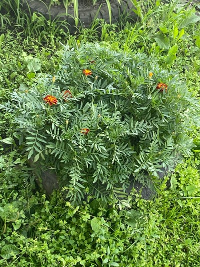 The image shows a dense, bushy marigold plant with multiple red and orange flowers and buds. The plant is situated amidst a variety of green grasses and small leafy plants, suggesting an outdoor, possibly overgrown, environment. The dark, circular object partially visible at the base of the marigold appears to be an old tire, possibly repurposed as a planter. The background is filled with more greenery, including taller, blade-like plants, and the overall impression is one of a naturalistic or partially unkempt garden setting. The scene is likely located in the Бескөл ауылдық округі region of Kazakhstan, as indicated by the prompt.