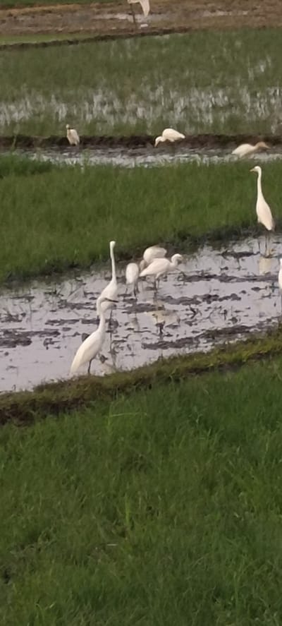 The image shows a group of white egrets in a flooded rice paddy field in Blangmajron, Indonesia. The egrets are standing in the shallow water and on the muddy banks, some are foraging for food, while others are resting or preening. The rice paddy is surrounded by green grass. The sky is overcast, and the overall lighting is subdued. The scene appears peaceful and natural, with the egrets undisturbed in their habitat.