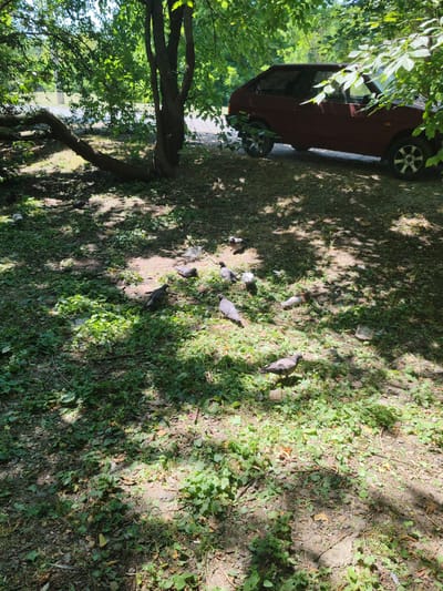 This image depicts an outdoor scene, likely a park or grassy area, with a tree and a maroon car partially visible in the background. The foreground is dominated by a patch of ground covered in green vegetation and scattered leaves. Several pigeons are visible foraging on the ground. The scene is dappled with sunlight and shadows from the overhead foliage. There are no people present in the image. The location is identified as the city of Loris, Russia.