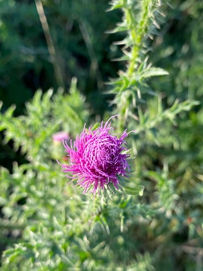The image shows a close-up of a bright pink thistle flower in bloom. The flower is the focal point, with its delicate, spiky petals creating a fluffy appearance. It is positioned in the upper right quadrant of the frame, angled slightly downwards. Surrounding the flower is a lush green background of thistle leaves, which are also spiky and have a slightly blurred, out-of-focus quality. The lighting suggests it is daytime, with the sun casting a soft glow on the scene. The environment appears to be a natural outdoor setting, likely a field or meadow, given the dense vegetation. The overall mood is one of natural beauty and tranquility. There is no visible text in the image.