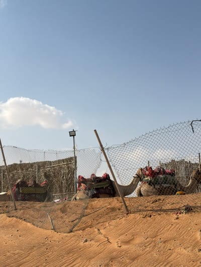 The scene depicts a desert landscape in Al Madam, United Arab Emirates, under a clear blue sky with a single white cumulus cloud visible on the left. In the foreground, reddish-brown sand shows distinct ripple patterns from wind erosion. A chain-link fence, supported by several wooden posts, including one prominent leaning post in the mid-foreground, spans across the image. Behind this fence, three dromedary camels are observed resting in a recumbent position. Each camel is outfitted with colorful, patterned saddles and blankets. The camel on the far left is partially obscured. Further behind the fence and camels, a structure appears to be constructed from dried reeds or straw. A black rectangular light fixture is mounted atop a pole behind the fence, positioned to the left of the scene's center. No human subjects are present, and the camels are in a state of repose.