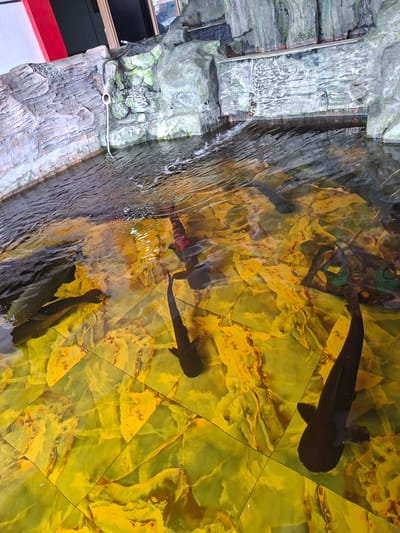 The image depicts fish swimming in a tank with yellow and orange tiled bottom at what appears to be an indoor aquarium exhibit. A water feature, resembling a rock face, borders the tank. The location might be in Blang Lilue, Indonesia.