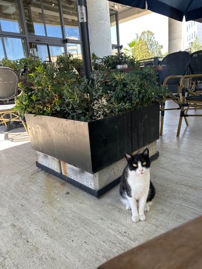 A black and white cat with yellow eyes sits on a tiled outdoor patio in front of a large planter. The planter is black and rectangular, supported by concrete blocks. Behind the planter, outdoor seating with chairs and tables is visible, along with large glass doors and windows that reflect the surroundings. The scene appears to be in a public area, possibly a cafe or restaurant, in Paphos Municipality, Cyprus.