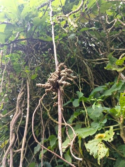 The image displays a close-up, upward-angle view of dense tropical vegetation in Makilala, Philippines. The central subject is a thick, vertically oriented woody vine or aerial root, approximately 3-4 centimeters in diameter, with a mottled brown and grey-green, rough surface texture. Approximately one-third down from the top of the visible segment, a prominent cluster of numerous knobby, finger-like growths or aerial roots, exhibiting similar coloration and texture, protrudes from the main vine. Several thinner, reddish-brown tendrils and roots are intertwined around and descend from the central subject. A delicate spiderweb, consisting of multiple fine strands, is visible in the lower-left quadrant, partially attached to a descending tendril. The background is a dense, out-of-focus matrix of green foliage, including broad leaves, and numerous intertwined brown vines and branches, indicative of a humid, vegetated environment. The lighting is diffuse, suggesting coverage from an overhead canopy. No human figures or man-made objects are present.
