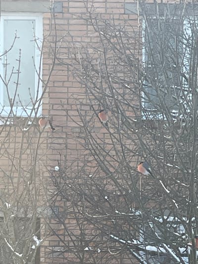 This image, captured in Syasstroy, Russia, depicts a winter scene featuring three male bullfinches (Pyrrhula pyrrhula) perched on the bare, sparsely snow-dusted branches of a deciduous tree. The birds, characterized by prominent reddish breasts, gray backs, and black caps/wings, are positioned across the frame. One bullfinch is located in the upper-middle, facing left. A second is situated in the lower-left, also facing left. A third is visible in the lower-right, facing right. The background consists of a light brown brick building, displaying two white-framed windows; one is prominent on the left, and another is partially obscured by tree branches on the right. The overall environment indicates a cold, clear day in an urban or residential setting.