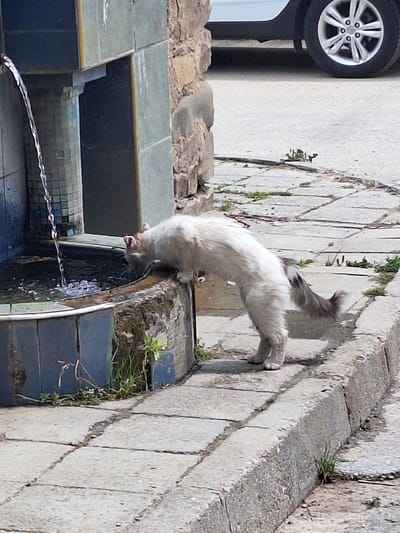 This image, captured in Kornitsa, Bulgaria, shows a light-colored, medium-haired cat drinking from a water fountain. The cat, predominantly white with a grey-tipped tail and grey markings on its head, is positioned on grey concrete paving stones to the right of the fountain, bending its head into the lower basin. Water streams from an upper spout into this basin, causing ripples and bubbles. The fountain is constructed from blue and grey tiles, with some moss or algae visible around its lower edge. To the immediate left and behind the fountain is a tiled column and a rough-hewn stone wall. The paved ground extends into the foreground and midground, featuring cracks where small weeds grow. A stone curb separates the immediate foreground from a slightly lower, darker ground surface. In the upper right background, a white car with a silver multi-spoke wheel is partially visible, parked on an asphalt surface.