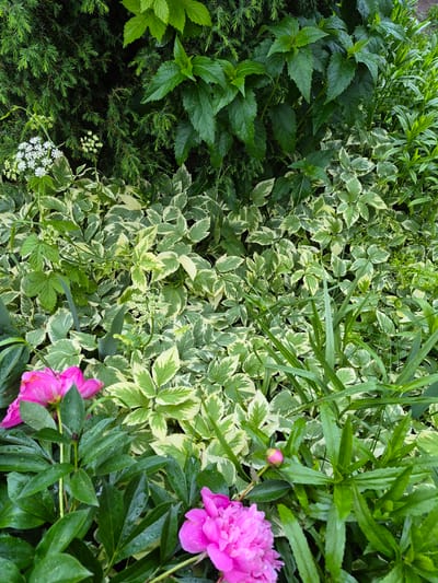 The image captures a dense garden scene located in Hlevakha, Ukraine. The upper left portion displays dark green coniferous foliage with fine needles. Towards the upper right, a plant with larger, medium-green leaves and serrated edges is visible. The central and mid-ground is primarily occupied by a broad expanse of variegated foliage, characterized by leaves with irregular creamy white or pale yellow margins and green centers. Several clusters of small, white umbelliferous flowers emerge from this variegated groundcover. In the lower left, a large, vibrant pink peony flower is in full bloom, with its petals and surrounding dark green leaves covered in numerous water droplets. A second, partially open pink peony bloom or bud is visible in the lower right, also exhibiting water droplets. Additional green foliage, including some narrow, grass-like blades, is interspersed throughout the composition. No human figures or man-made structures are present.