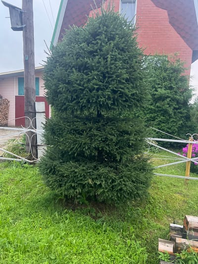 A dark green, conical spruce tree stands prominently in the foreground of this outdoor scene, situated in a grassy area. To the left of the tree, a wooden utility pole with a birdhouse attached is visible. Behind the spruce, a portion of a red brick house with a shingled roof is seen, along with another evergreen tree. A white metal fence runs horizontally across the mid-ground. The environment appears to be a rural or suburban setting, possibly a yard, with lush green grass and some flowering plants. The sky is overcast. This image was captured in the village of Nestjukovo, Russia.