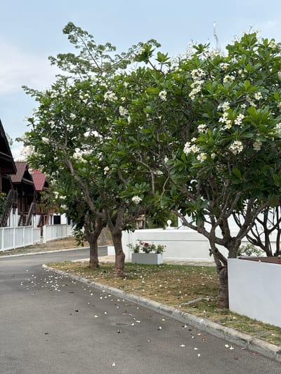 The image depicts a street scene in Muang Pattaya, Thailand, featuring a road with trees in full bloom lining the edge. The trees have white blossoms with yellow centers. Flower petals are scattered on the road and on the grassy verge. There is a white concrete wall behind the trees. Adjacent to the trees, there are row of buildings. The sky is overcast.