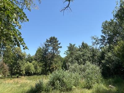 The image depicts a lush, green park with a dense canopy of trees under a clear blue sky. The foreground is dominated by tall, dry grass that appears golden in the sunlight, interspersed with patches of green shrubs. In the middle ground, a variety of trees are visible, including deciduous trees with full foliage and some taller, more slender trees. A weeping willow can be seen towards the left side of the middle ground, its branches hanging gracefully. The background is filled with a dense line of trees, creating a natural barrier. The lighting suggests it is daytime, likely late morning or early afternoon, with the sun casting shadows. The scene is peaceful and natural, characteristic of a park environment. This image was taken in the city of Kopanka, Moldova.