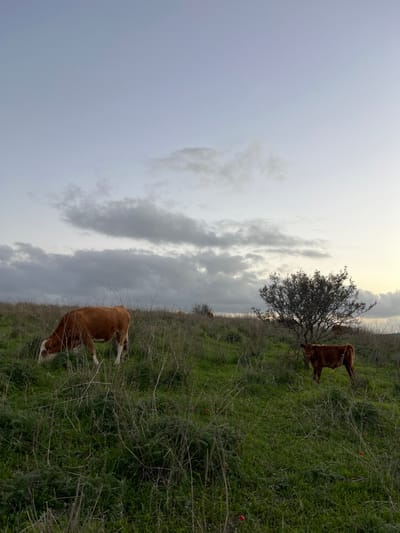 A grassy hillside under a cloudy sky is populated with a few brown cows. Two cows graze prominently; one in the foreground with a white blaze, and another further up the slope near a bare tree. A third cow is visible in the mid-ground. The grass is a mix of green and brown. The sky is overcast with grey clouds.
