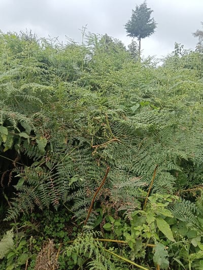 The image displays a dense natural environment within Limuru East ward, Kenya. The foreground and midground are primarily composed of a thick, uniform growth of green ferns, characterized by finely divided fronds. Interspersed amongst the ferns are various other green leafy plants and several dried, brown plant stalks. No people, animals, distinct man-made objects, actions, or interactions are visible within the frame. In the upper right background, a single, tall, slender conifer tree, exhibiting a compact, dark green, pyramidal crown, stands prominently above the dense vegetation. The sky is overcast, appearing as a uniform light grey.