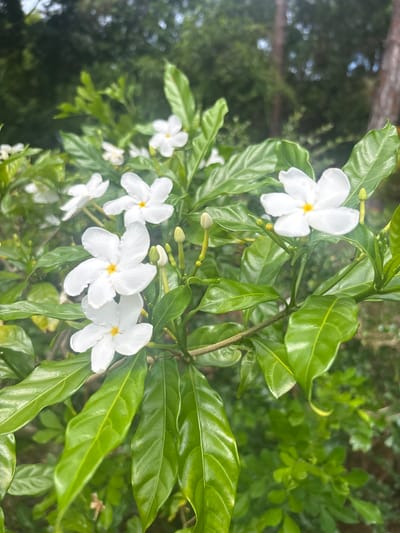 This is a close-up, eye-level, medium shot of a blooming Gardenia bush in Delray Beach, United States. The focus is on several white Gardenia flowers, each with five petals and a yellow center. Some of the flowers are fully open, while others are still in bud form. The flowers are surrounded by lush, green leaves that are glossy and ovular. The background is blurred, showing more green foliage and the trunks of trees, suggesting an outdoor, natural setting. The lighting appears to be natural daylight, casting a soft glow on the flowers and leaves. There are no people or animals visible in the image.