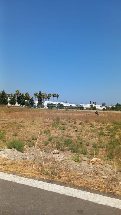 The image depicts a dry, grassy field under a clear blue sky, located in Pyli, Greece. In the background, a row of white buildings with a Mediterranean architectural style is visible, interspersed with palm trees and other vegetation. A chain-link fence runs along the edge of the field, separating it from the buildings. In the middle of the field, a lone brown animal, possibly a cow or a donkey, is grazing. The foreground shows a portion of a paved road with a white line marking its edge, suggesting the photo was taken from a moving vehicle. The overall scene conveys a sense of arid, rural landscape typical of the region.