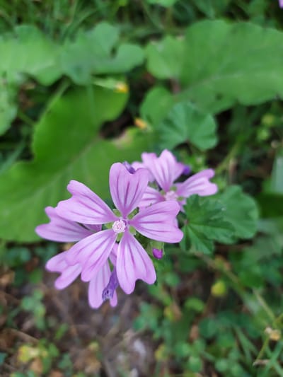 A close-up, slightly blurred, outdoor photograph shows several light purple flowers with darker purple veins. The flowers have five petals each and are arranged in a cluster, with the main flower in the foreground being the most in focus. The background consists of green leaves and grass. The image does not depict any people or specific landmarks indicating the city of Мирзамамедгышлаг, Azerbaijan, or any urban environment.