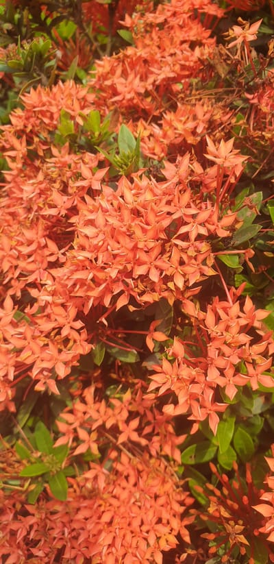 The image displays a close-up view of numerous small, star-shaped, coral-colored flowers with green leaves. The flowers are densely clustered together, forming a vibrant tapestry of color. Some of the flowers appear in full bloom, while others are still developing buds. The lighting suggests it is daytime, with some areas of shadow and highlights. The scene is outdoors and appears to be a garden or natural setting. The location is identified as Rooppur, Bangladesh. No people, actions, or interactions are visible in the image.
