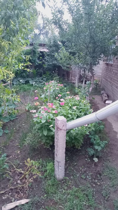 This is a slightly rotated, eye-level, outdoor, daytime photograph of a garden area in Kuntuu, Kyrgyzstan. The main subjects are a cluster of blooming flowers, predominantly zinnias, with pink and white petals, interspersed with green foliage. A prominent object in the foreground is a thick, grey concrete pipe or post, oriented horizontally, with visible wire wrapped around it. To the right of this post, the ground is covered with soil and patches of grass. Behind the flowers, a light-colored gutter pipe runs diagonally upwards. In the background, a brick building is visible, suggesting a residential setting. The overall scene is a natural, somewhat unkempt garden environment. The lighting suggests it is daytime, but the specific time is not discernible. The weather appears to be fair, with no obvious signs of rain or strong sun. No people are visible in the image. There is no visible text.