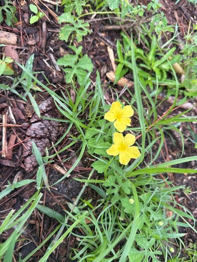 Two bright yellow, five-petaled flowers bloom amongst blades of green grass and dark brown mulch. The flowers are clustered together, with one slightly above and to the left of the other. Small water droplets are visible on some of the grass blades, indicating recent moisture. The background consists of wood chips, pine needles, and soil, suggesting an outdoor setting, likely a garden or natural area. The image does not contain any people or animals, and no specific actions are depicted. The scene is one of natural flora in a terrestrial environment. The location is not specified in the image.