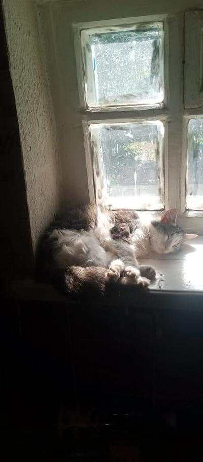 A domestic cat, predominantly white with grey and brown patches, is sleeping on a windowsill. The cat is curled up, facing the right side of the frame, with its paws tucked underneath. The windowsill is made of a light-colored material and appears to be part of a window with multiple small, frosted glass panes. Sunlight streams in from the right, illuminating the cat and the windowsill, creating a strong contrast with the dark background on the left. The environment appears to be an interior space, likely a home.