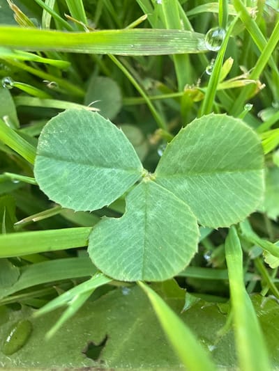 The image displays a close-up, overhead view of a three-leaf clover amidst blades of green grass. Dewdrops are visible on some of the grass blades. The clover leaves are heart-shaped with finely serrated edges. The background consists of more blurred grass and foliage. There are no people or animals present, and no actions or interactions are depicted. The environment is natural and appears to be outdoors, possibly in a park or garden. The image does not provide any information that would allow for the identification of a specific location within the city of Baryshevo, Russia.