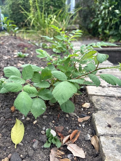 A low-angle, close-up shot focuses on a young, green plant with serrated leaves and small thorns on its stem. The plant is situated in dark soil, which is interspersed with small rocks and fallen leaves, some of which are brown and dried. A single, bright yellow leaf lies on the soil to the left of the plant. To the right, a rough-textured, light grey stone border is visible, with a small, dark insect on its surface. In the background, the scene is softened by a shallow depth of field, showing blurred green foliage and hints of structures. The lighting suggests an outdoor, daytime environment. The scene is a garden bed within a residential area in Chelmsford, United Kingdom.