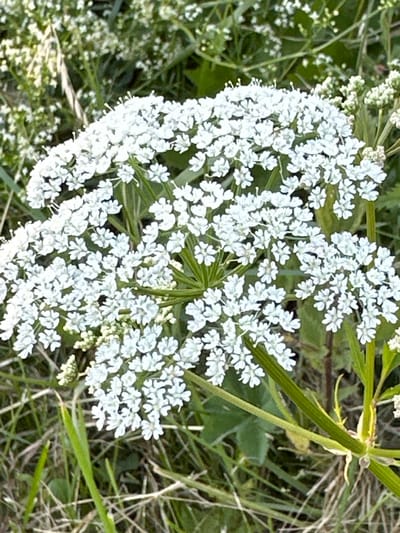 This media file is a close-up, eye-level, outdoor shot of a cluster of small white flowers with a delicate, lacy appearance. The flowers are arranged in an umbrella-like shape, typical of the Apiaceae family. They are densely packed and create a soft, fluffy texture. The background is a blur of green foliage and dry grasses, suggesting a natural, possibly wild, setting. A thick, green stem is visible towards the right side of the frame, supporting the flower cluster. The lighting appears natural, indicating it was taken during daylight hours, likely with diffused sunlight given the lack of harsh shadows. No people, text, or specific activities are depicted. The overall impression is one of natural beauty and tranquility. The location context provided is Le Brassus, Switzerland, which hints at a possible alpine or mountainous meadow environment.