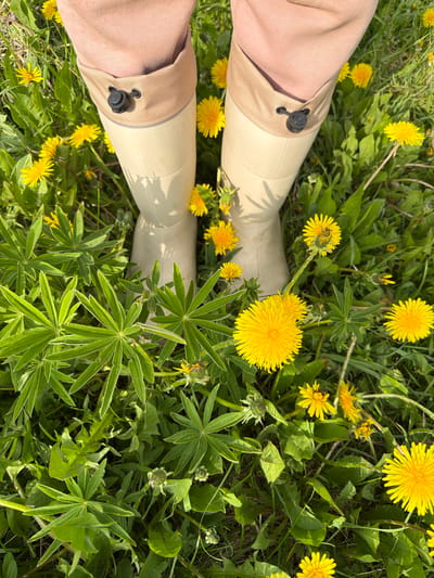 The image displays a close-up, overhead view of a person's legs wearing cream-colored rubber boots and light pink trousers, standing amidst a field of dandelions and green foliage. The boots have a tan fabric cuff with a black toggle closure. Several yellow dandelions are in bloom, and some have seed heads. Green lupine leaves are also visible. The scene suggests an outdoor environment, likely a meadow or park, under natural daylight. There is no specific indication of the location being Petropavlovsk-Kamchatskiy, Russia, as the image composition focuses solely on the legs and the surrounding flora.
