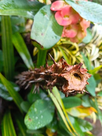 A macro photograph, captured in Inawi, Papua New Guinea, displays a dried, brown, spiky plant seed pod or fruit positioned horizontally in the mid-foreground. The object exhibits a rough, desiccated texture with numerous sharp, dark spines projecting outwards. One end of the pod features a distinct, irregular circular cavity. The surrounding environment consists of wet foliage; vibrant green leaves with visible water droplets dominate the background and immediate surroundings. In the upper right portion of the frame, a cluster of out-of-focus pink flowers is visible, alongside variegated yellow and green leaves lower in the background. No individuals, animals, or actions are depicted.
