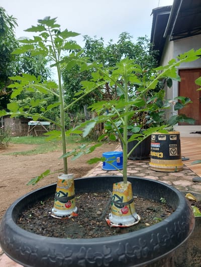 In Geulumpangsulu Barat, Indonesia, two young tomato plants are growing in a black plastic pot filled with dark soil. The plants, approximately two feet tall, have green stems and lobed leaves. Each plant's base is supported by a white and yellow cylindrical container, possibly repurposed from a beverage or food product, wrapped with black string. The pot sits on a paved area with a brick-like pattern, adjacent to a building with a corrugated metal roof. In the background, a variety of trees and vegetation are visible. A blue plastic stool and a yellow bucket are also present in the scene. The sky is overcast.