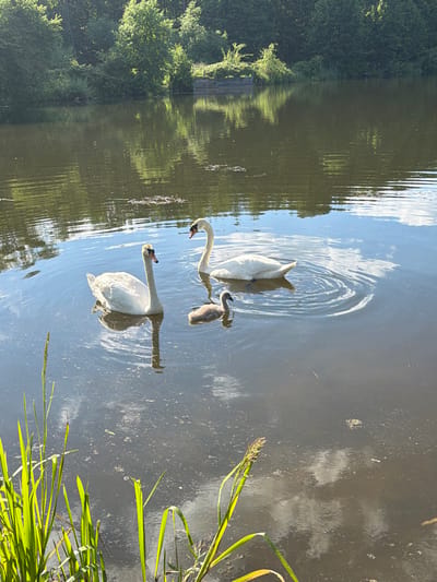 In a body of water located in the Ляснянскі сельскі Савет, Belarus, a family of swans navigates the murky water. Two adult swans, one with its head raised, and a smaller cygnet swim together. The water reflects the surrounding lush green trees and a bright blue sky with scattered white clouds. Reeds and other vegetation grow along the edge of the water in the foreground. A wooden structure is visible in the distance, partially submerged in the water. The scene appears to be a calm, natural environment.