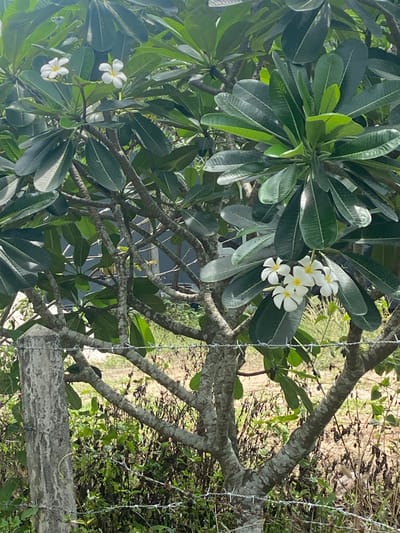A close-up, eye-level shot captures a lush, green plumeria tree with white flowers in Moo 1, Thailand. The tree's thick, gray branches are interspersed with oval leaves, some clustered in bunches. White, five-petaled flowers are in bloom. A blurry background includes foliage and a portion of a metal fence or structure. The lighting is bright, suggesting a sunny day.