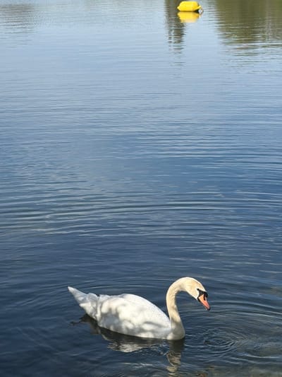 The image shows a white swan swimming in a body of water. To the left of the swan is a yellow object floating on the water. The body of water appears to be rippled. The scene appears to be in Tonbridge and Malling, United Kingdom, due to the image's origin.