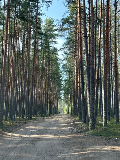 The image shows a dirt road through a pine forest in Priladozhskoe, Russia. The road is lined with tall, slender pine trees on both sides, creating a natural tunnel effect. Sunlight filters through the trees, casting dappled shadows on the sandy road. In the distance, a lone figure on a bicycle can be seen riding away from the viewer. The forest floor is covered with pine needles and patches of moss. The sky is a clear blue with a few wispy clouds.